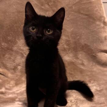Tiny Tot -  Domestic Short Hair Cat for Adoption in Parkersburg, West Virginia - Tiny Tot | PetCurious