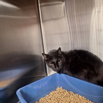 Domestic Short Hair Cats Available for Adoption in Gautier, Mississippi - Lollypop | PetCurious