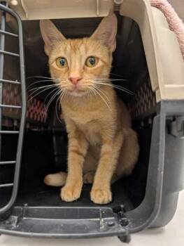 Sandman Bring Me A Dream -  Domestic Short Hair Cat for Adoption in Kansas City, Missouri - Sandman Bring Me A Dream | PetCurious