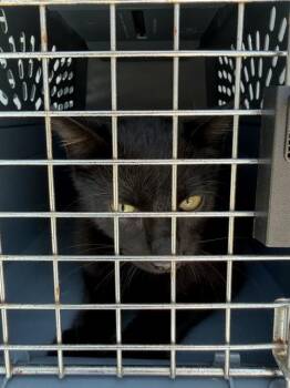 Domestic Short Hair Cats Available for Adoption in Palmetto, Florida - A135559 | PetCurious