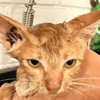 Torgino-C -  Domestic Short Hair Cat for Adoption in East St. Louis, Illinois - Torgino-C | PetCurious
