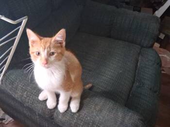 Mango -  Tabby Cat Available for Adoption in Marlette, Michigan - Mango | PetCurious