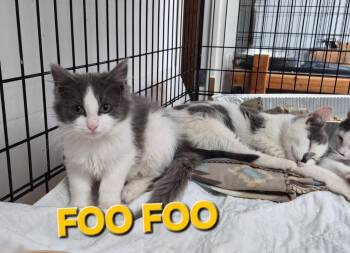 Domestic Medium Hair Cats Available for Adoption - Foo Foo | PetCurious