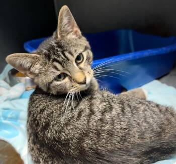 Bumble Bee -  Domestic Short Hair Cat for Adoption in Ellijay, Georgia - Bumble Bee | PetCurious