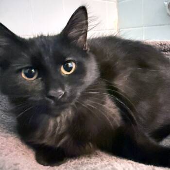 Rescue Domestic Long Hair Cats for Adoption in Durham, North Carolina - Franky | PetCurious