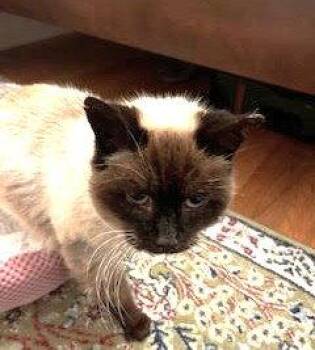 Siamese and Domestic Short Hair Cats Available for Adoption in Oakland, California - Misha | PetCurious