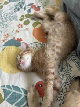 Jeb -  Domestic Short Hair Cat for Adoption in Atlanta, Georgia - Jeb | PetCurious