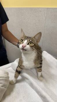 Domestic Short Hair Cats Available for Adoption in Honolulu, Hawaii - Peaches | PetCurious