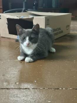 Quint -  Domestic Short Hair Cat for Adoption in Pomona, New York - Quint | PetCurious