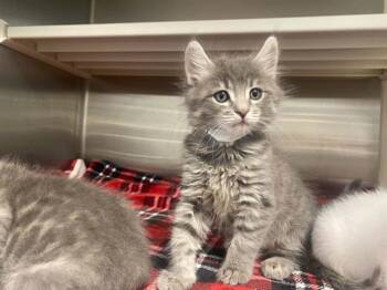 FRANKIE -  Domestic Medium Hair Cat for Adoption in Tustin, California - FRANKIE | PetCurious