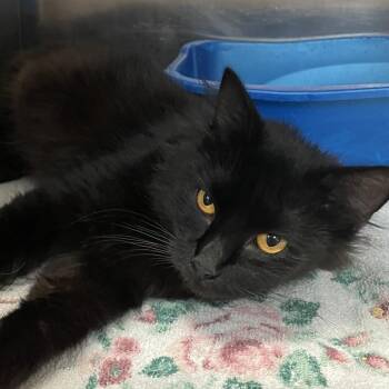 0808-C26 -  Domestic Medium Hair Cat for Adoption in Port Charlotte, Florida - 0808-C26 | PetCurious