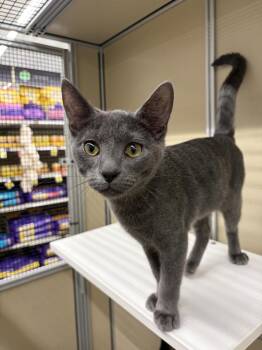 TRICK -  Domestic Short Hair Cat for Adoption in Broomfield, Colorado - TRICK | PetCurious