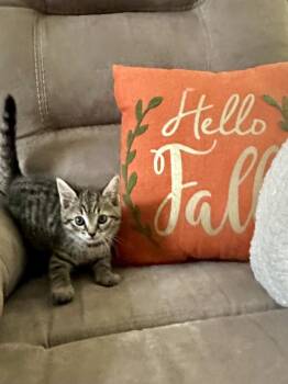 Pentax -  Domestic Short Hair and Tabby Cat for Adoption in Wilmington, North Carolina - Pentax | PetCurious