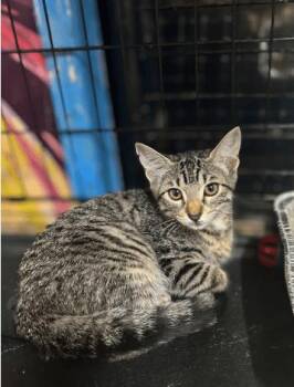 Rescue Domestic Short Hair Cats for Adoption in Chicago, Illinois - Clue | PetCurious
