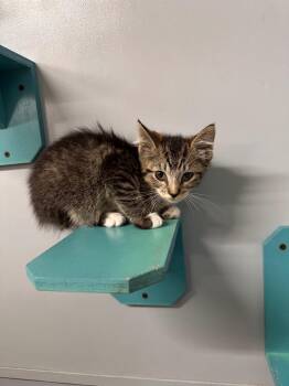 Jazmine -  Domestic Short Hair Cat for Adoption in Plymouth, Connecticut - Jazmine | PetCurious