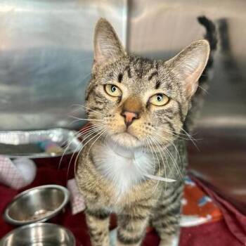 Domestic Short Hair Cats Available for Adoption - Sistine | PetCurious