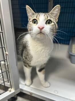 Rescue Domestic Short Hair Cats for Adoption in West Mifflin, Pennsylvania - Joe Dirt | PetCurious