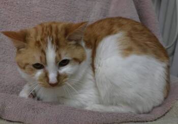 Domestic Short Hair Cats Available for Adoption in Thief River Falls, Minnesota - Pie | PetCurious