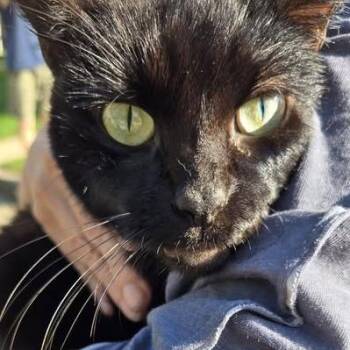 Tauriel -  Domestic Short Hair Cat for Adoption in Bristol, Indiana - Tauriel | PetCurious