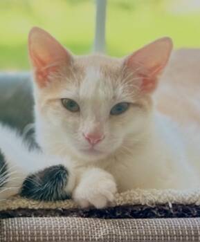Rescue Domestic Short Hair Cats for Adoption in Lake Wylie, South Carolina - Saffron | PetCurious