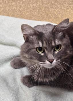 Domestic Long Hair Cats Available for Adoption in Vancouver, Washington - Blue | PetCurious