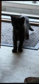 Rescue Domestic Short Hair Cats for Adoption in Powdersville, South Carolina - Princess | PetCurious