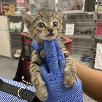 Rescue Domestic Short Hair Cats for Adoption in Los Angeles, California - Carrots | PetCurious