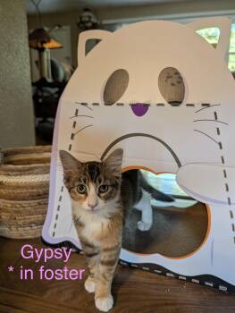 Gypsy (in foster) -  Domestic Short Hair Cat for Adoption in Lacon, Illinois - Gypsy (in Foster) | PetCurious