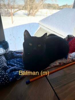Domestic Short Hair Cats Available for Adoption - Batman | PetCurious