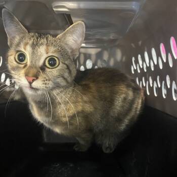 Rescue Domestic Short Hair Cats for Adoption in Allentown, Pennsylvania - Key Lime | PetCurious