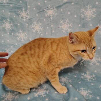 Domestic Short Hair Cats Available for Adoption - Valentino | PetCurious