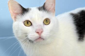 Mitten -  Domestic Short Hair Cat for Adoption in Sanford, Florida - Mitten | PetCurious