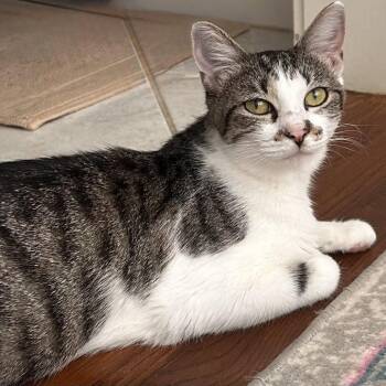 Astrid -  Domestic Short Hair Cat for Adoption in Georgetown, Kentucky - Astrid | PetCurious