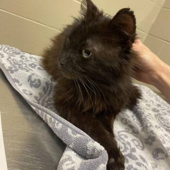 Domestic Long Hair Cats Available for Adoption in Bristol, Indiana - Linus | PetCurious