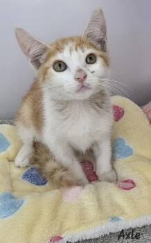 Axle -  Domestic Short Hair Cat for Adoption in Key Largo, Florida - Axle | PetCurious