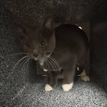 Jovaughn -  Domestic Short Hair Cat for Adoption in Des Moines, Iowa - Jovaughn | PetCurious