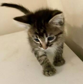 Spongebob -  Domestic Short Hair Cat for Adoption in Columbia, Illinois - Spongebob | PetCurious