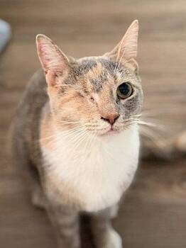 Lil Jazz Willow Grove Area (#09/02/2025-149) KDC -  Dilute Calico and Tabby Cat for Adoption in Greenville, Delaware - Lil Jazz Willow Grove Area (#09/02/2025-149) KDC | PetCurious