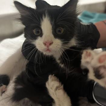 Smirnoff -  Domestic Short Hair Cat for Adoption in Salt Lake City, Utah - Smirnoff | PetCurious