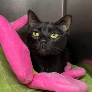 Domestic Short Hair Cats Available for Adoption - Lydia | PetCurious