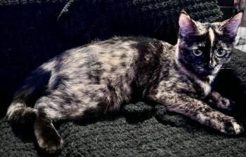 Tortoiseshell Cats Available for Adoption in Anchorage, Alaska - Buffy | PetCurious