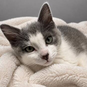 Domestic Short Hair Cats Available for Adoption in Andover, Minnesota - Zoey | PetCurious
