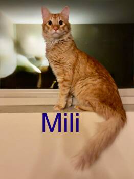 Mili -  Tabby Cat for Adoption in Tucson, Arizona - Mili | PetCurious