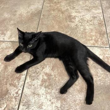 Domestic Long Hair Cats Available for Adoption in Las Vegas, Nevada - Luke | PetCurious