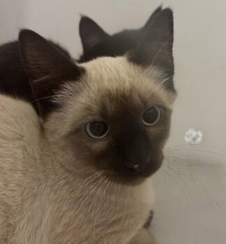 Dust Bunny -  Domestic Short Hair and Siamese Cat for Adoption in Golden, Colorado - Dust Bunny | PetCurious