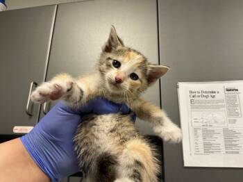 Rescue Domestic Short Hair Cats for Adoption in Ontario, California - NEEDS A FOSTER | PetCurious