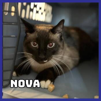 Domestic Short Hair and Extra Toes Cat Hemingway Polydactyl Cats Available for Adoption in Glenwood, Minnesota - Nova | PetCurious