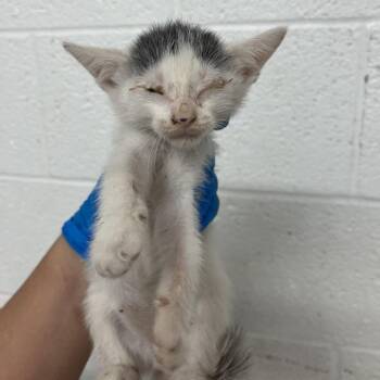 Emerald Jade -  Domestic Short Hair Cat for Adoption in Edinburg, Texas - Emerald Jade | PetCurious