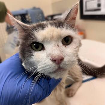 Orchard -  Domestic Short Hair Cat for Adoption in Lynchburg, Virginia - Orchard | PetCurious