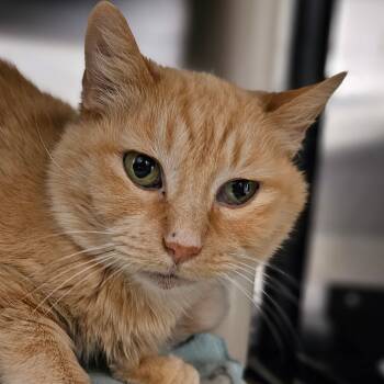 Rescue Domestic Short Hair Cats for Adoption in Frankfort, Kentucky - Moma Kitty 5614C | PetCurious